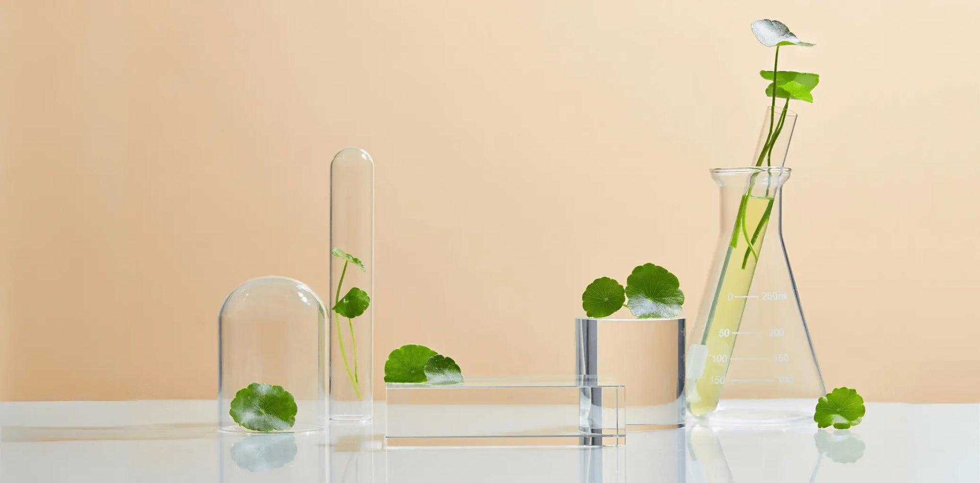 studying leaf samples in test tubes