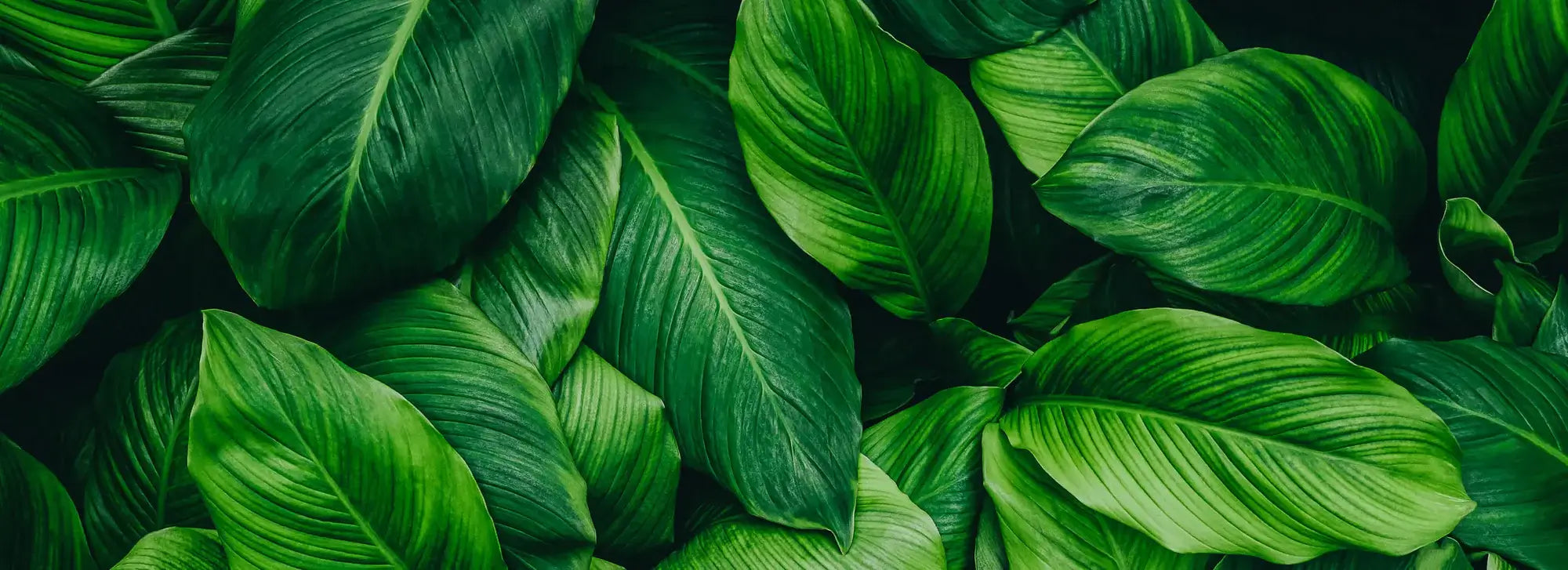 bunch of green leaves