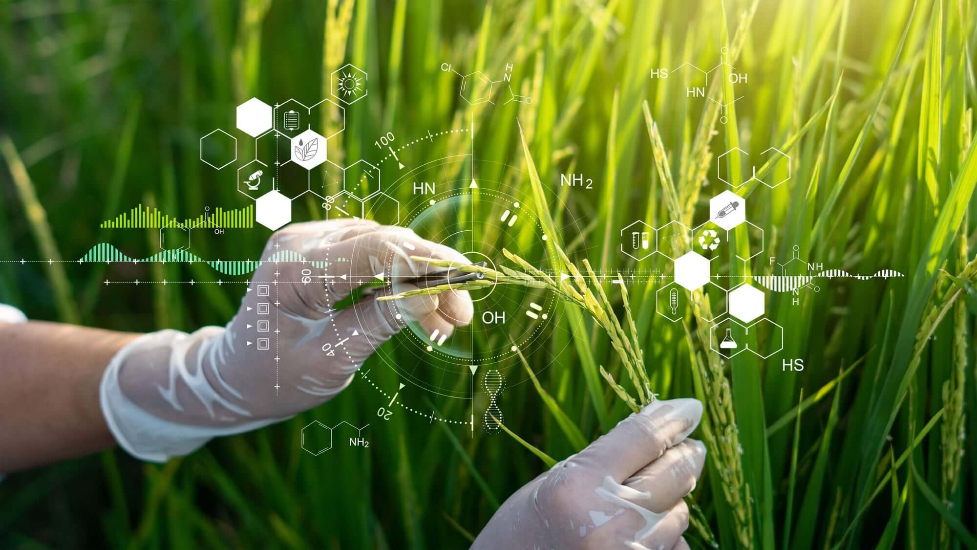 testing maize